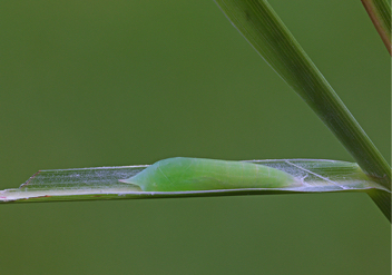 Eufala Skipper chrysalis